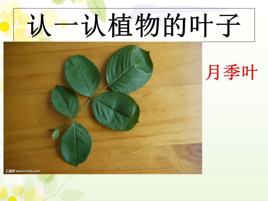 一年级科学第十课看叶认植物ppt课件.ppt_第2页