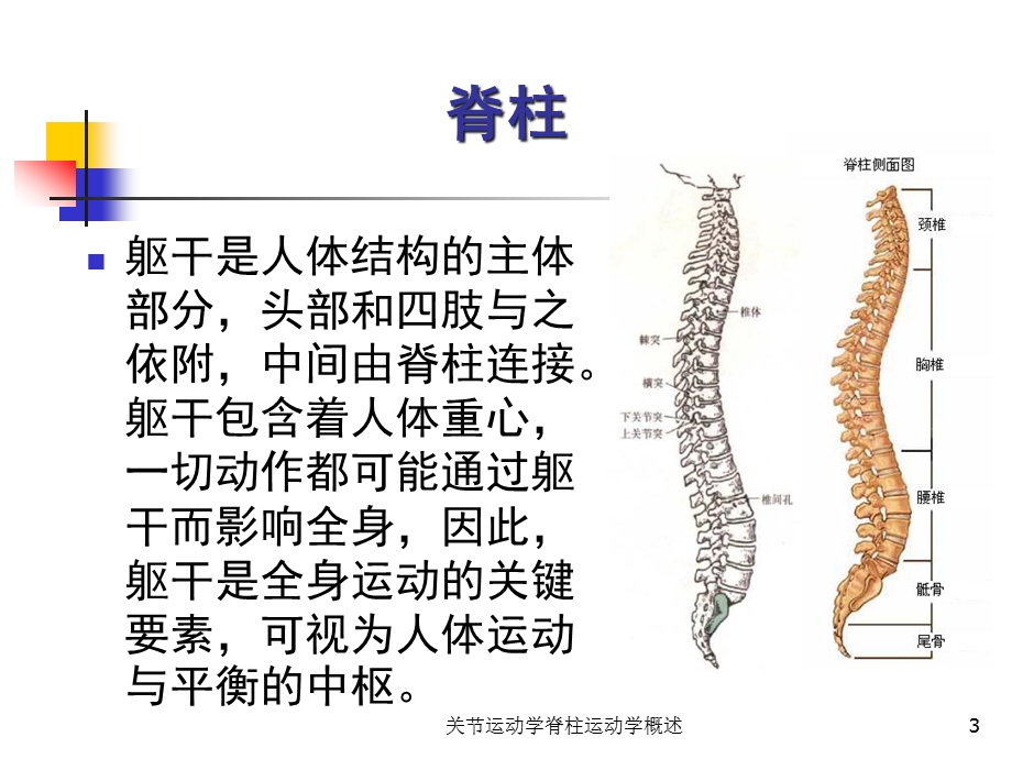 关节运动学脊柱运动学概述课件.ppt_第3页