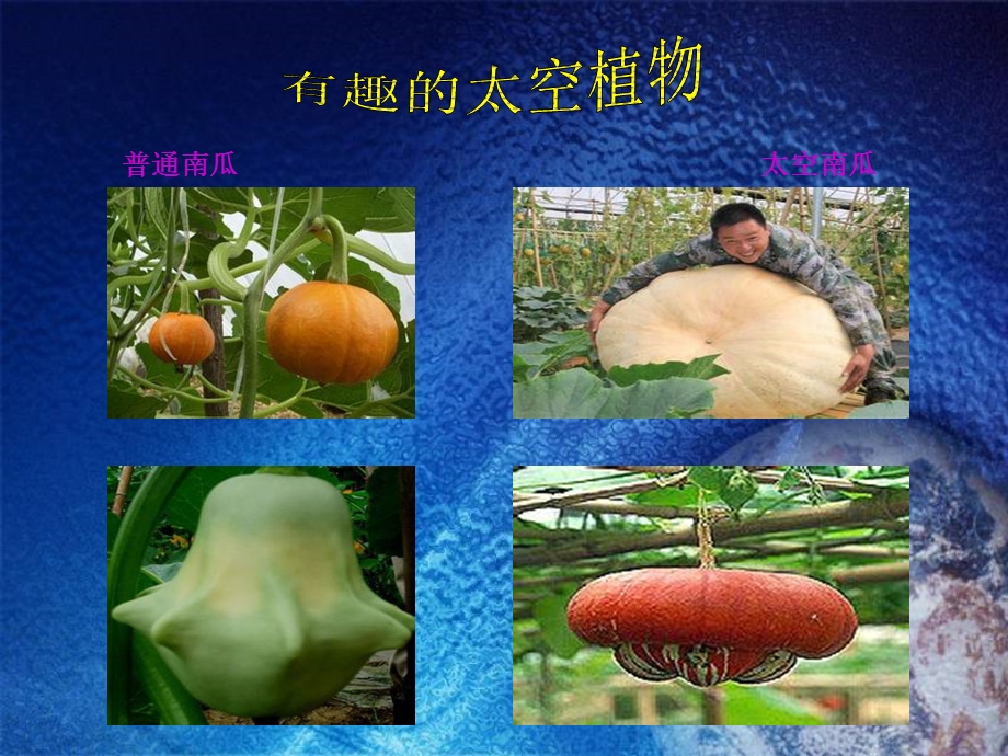 《太空里的植物》ppt课件.ppt_第3页