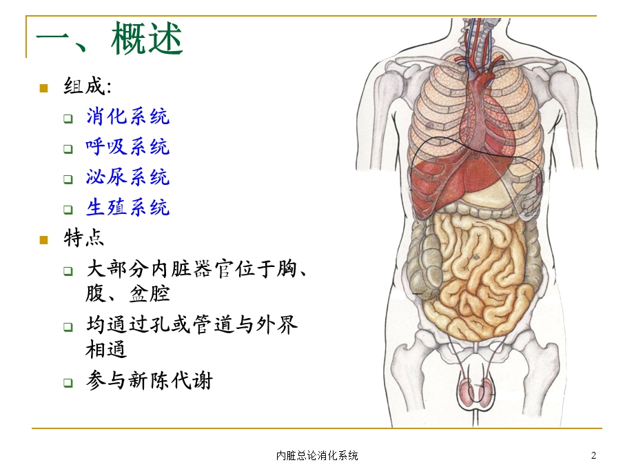 内脏总论消化系统课件.ppt_第2页