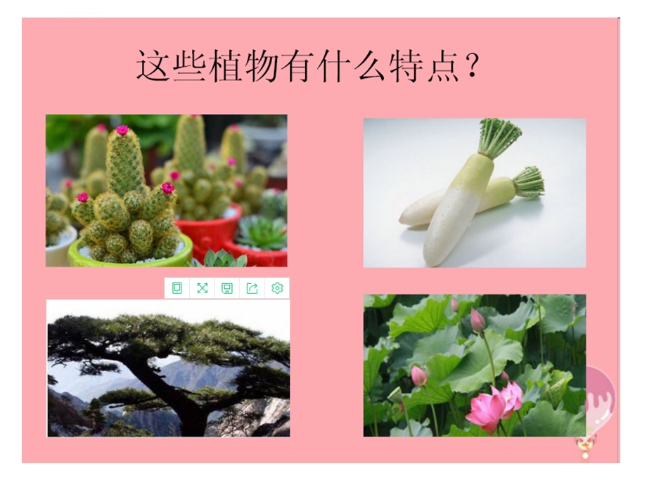 一年级科学认识植物ppt课件.ppt_第2页