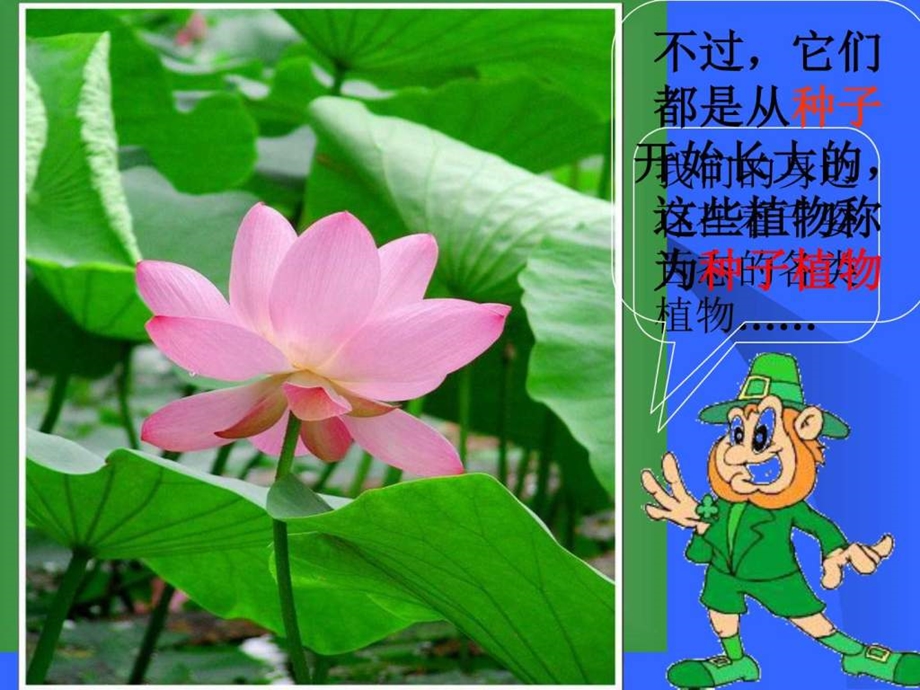 初一生物《种子植物》课件.ppt_第2页