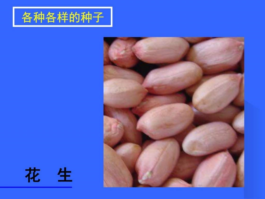 初一生物《种子植物》课件.ppt_第3页