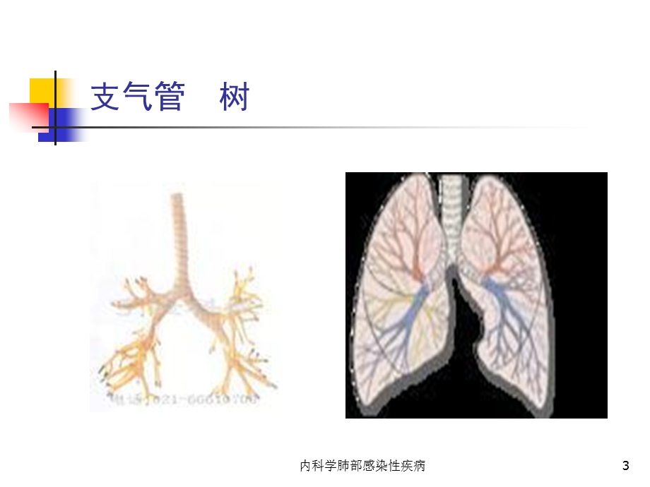 内科学肺部感染性疾病课件.ppt_第3页