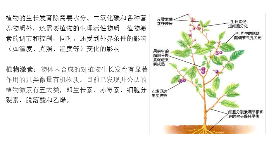 全应用植物生长调节剂课件.pptx_第2页