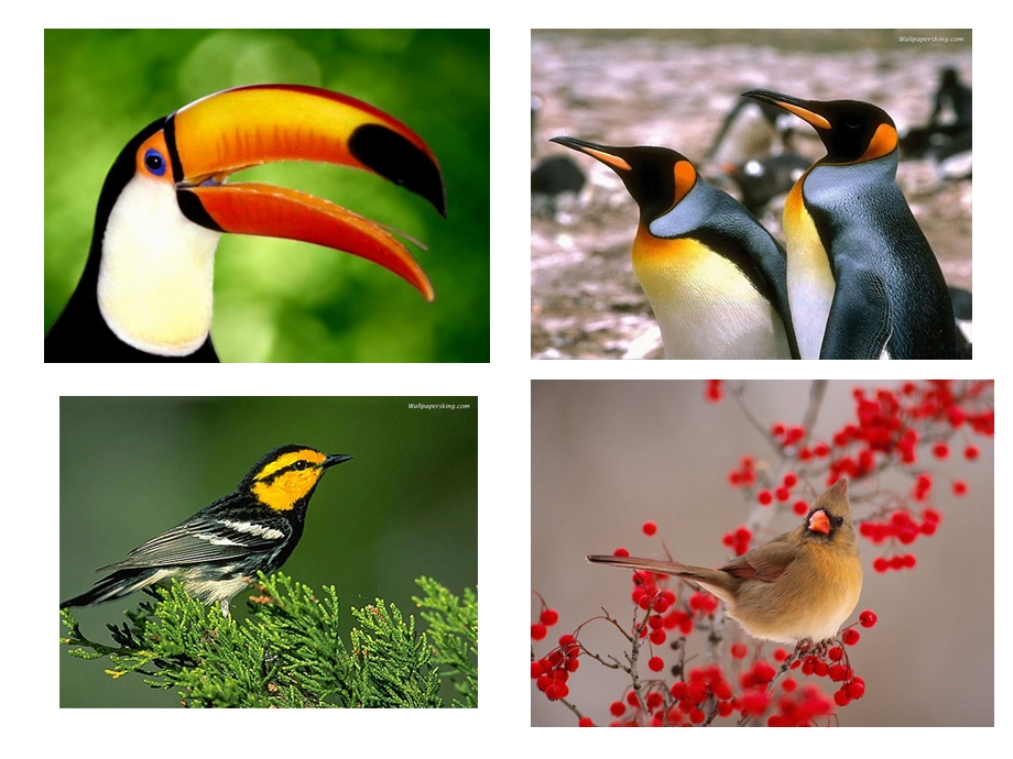 中班科学活动：各种各样的鸟ppt课件.ppt_第2页