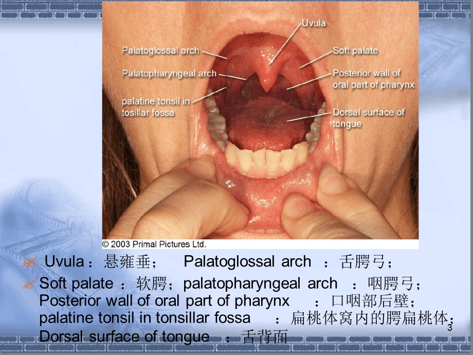 吞咽的刺激治疗课件.ppt_第3页