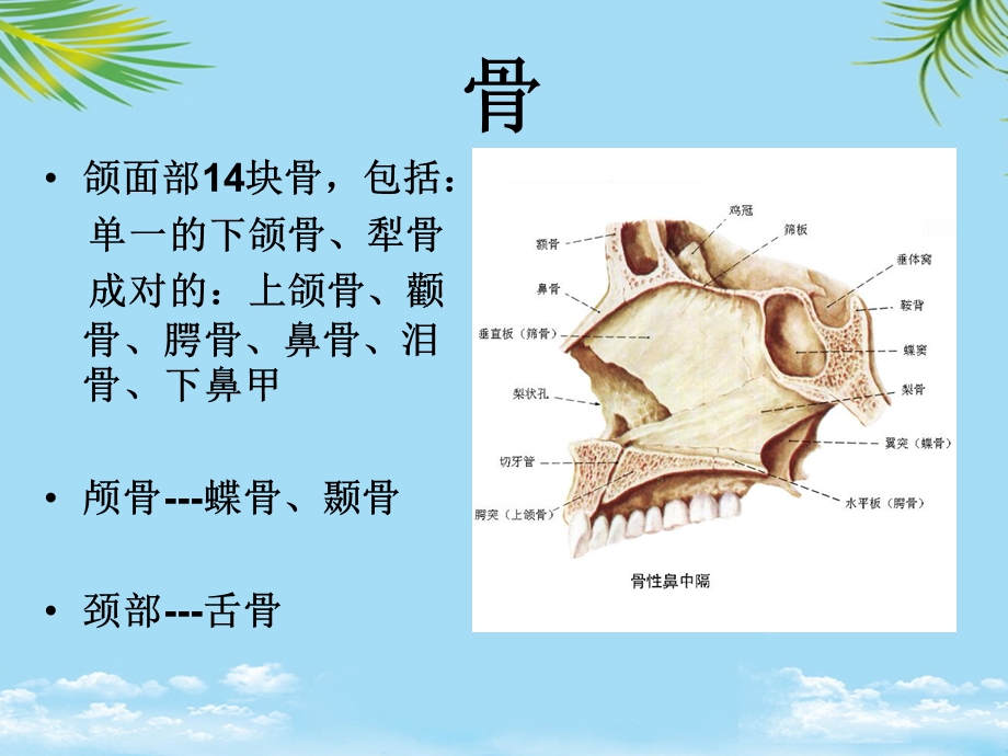 口腔颌面系统解剖上颌骨课件.ppt_第2页