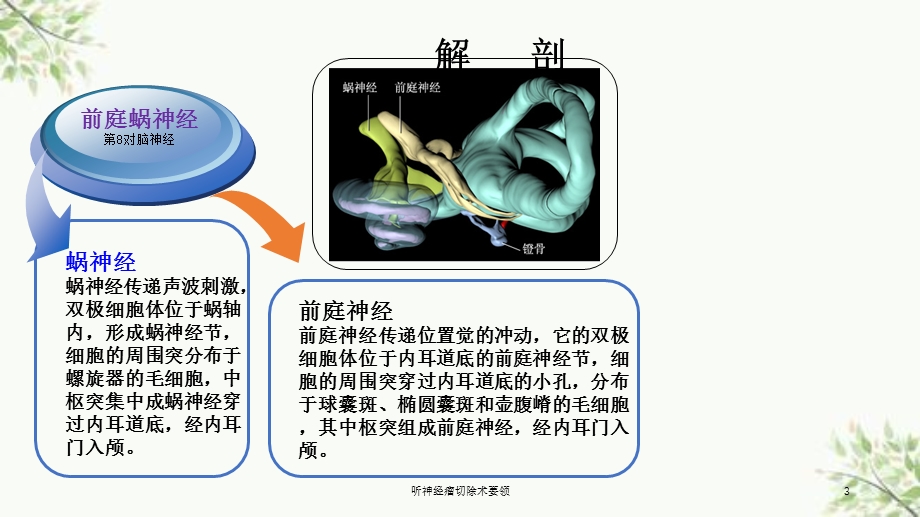 听神经瘤切除术要领课件.ppt_第3页