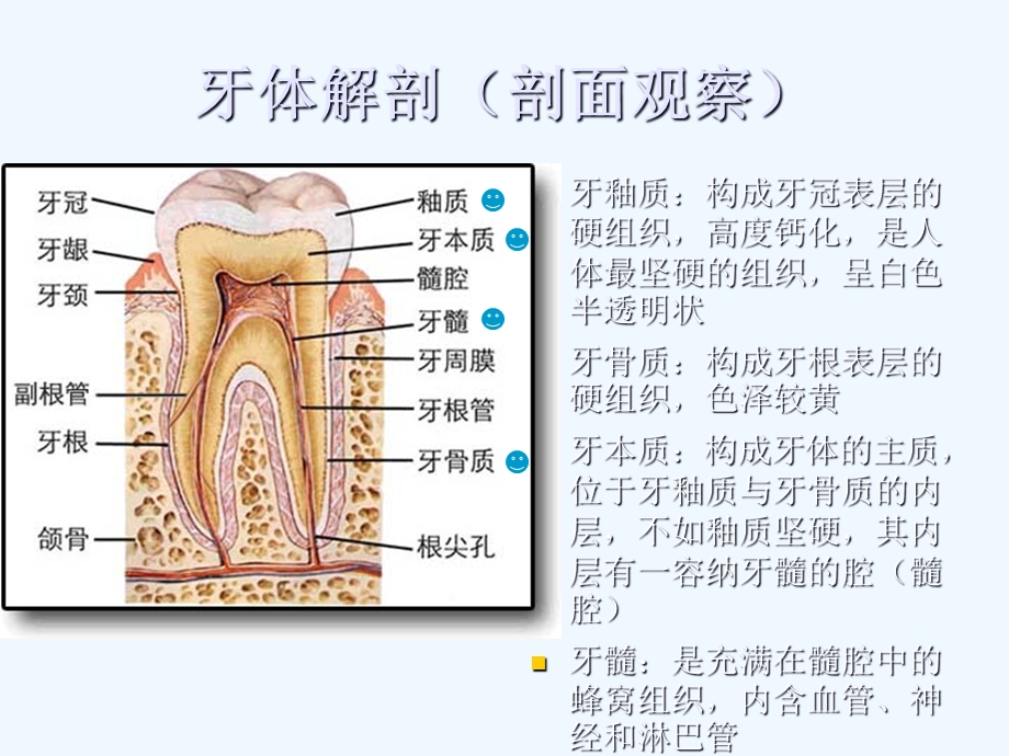 口腔课程之牙体牙髓病课件.ppt_第3页