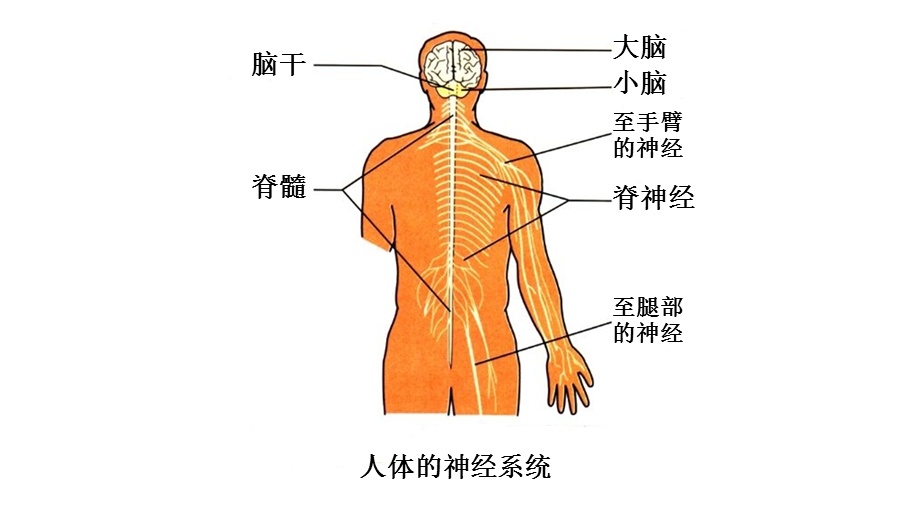 信息在神经系统中的传递ppt课件.pptx_第2页