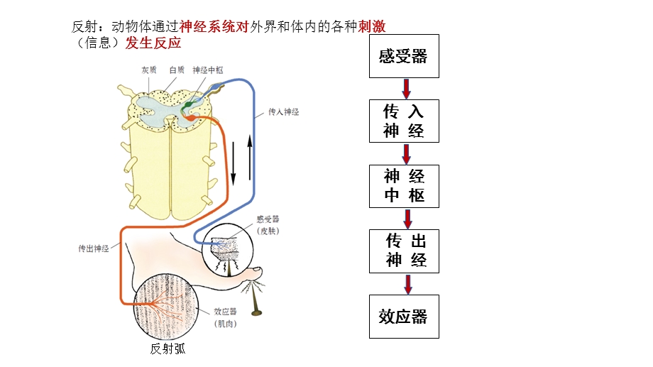 信息在神经系统中的传递ppt课件.pptx_第3页