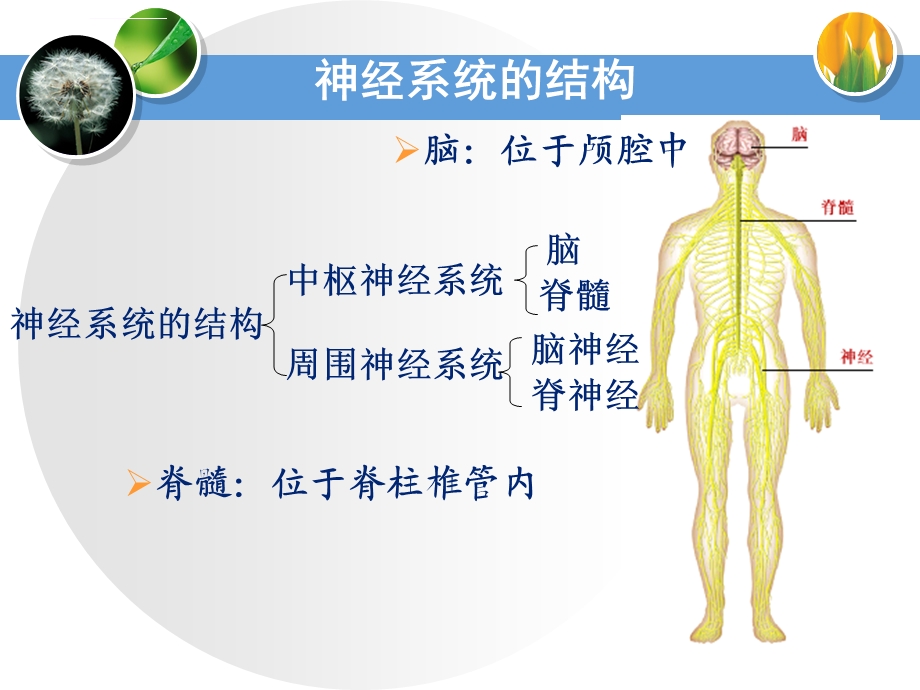 人脑的高级功能功能ppt课件.ppt_第2页