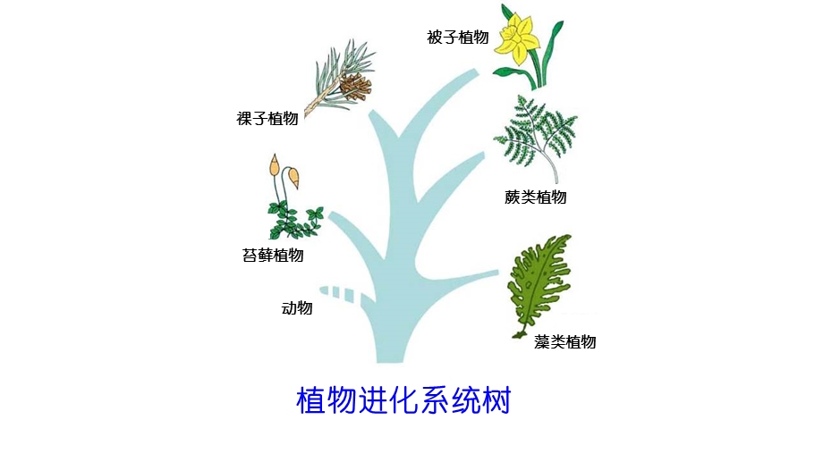 北师大版八年级下册生物223植物的主要类群课件(共28张).ppt_第3页
