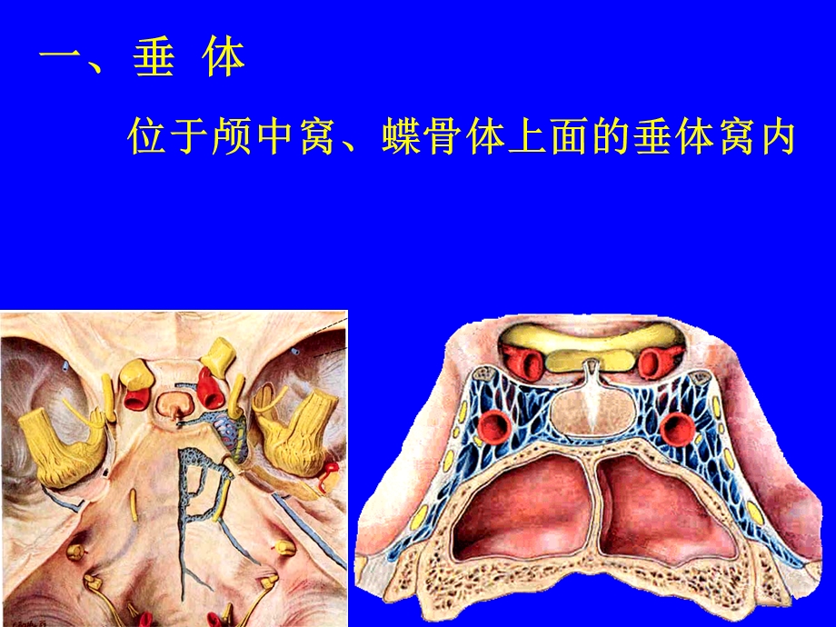 内分泌系统PPT课件.ppt_第3页