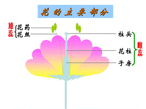 初二生物复习ppt课件.pptx