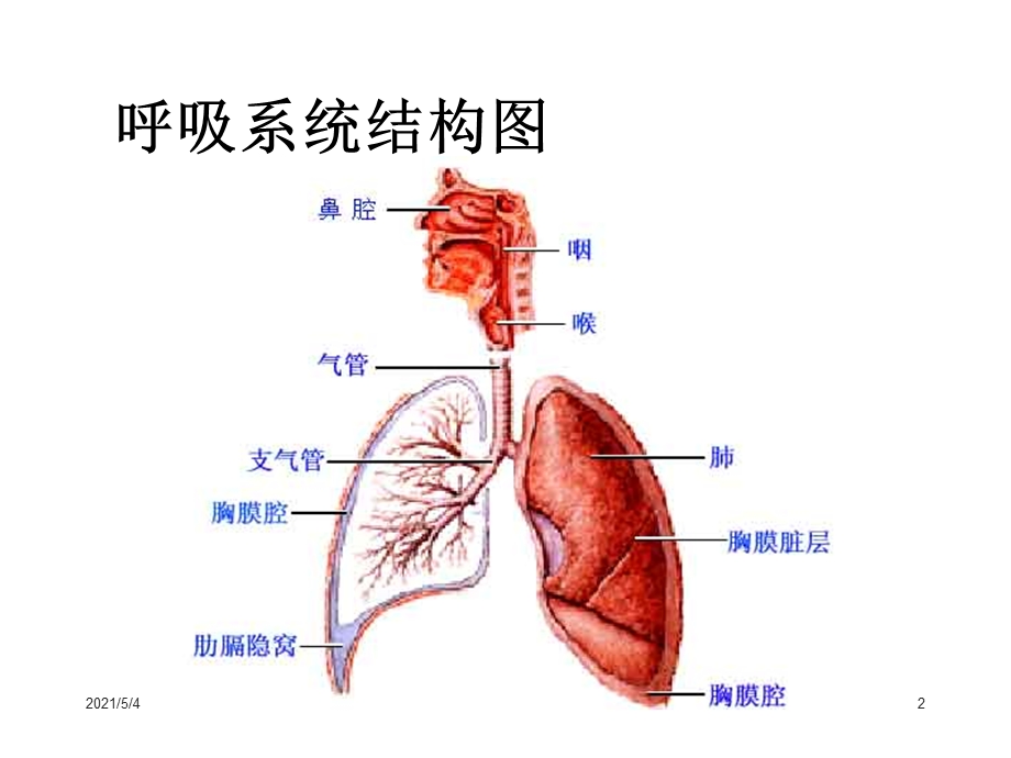 呼吸系统疾病用药知识课件.ppt_第2页
