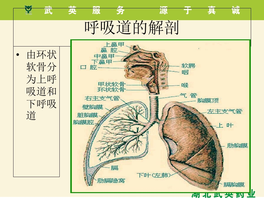 呼吸系统疾病及用药课件.ppt_第1页