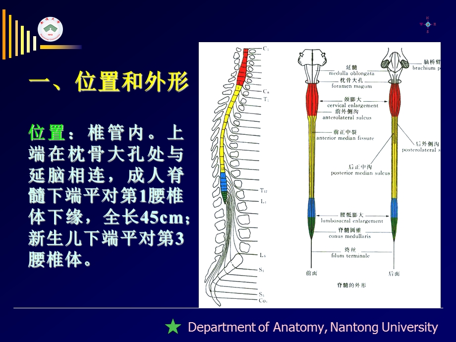 基础医学院人体解剖学教研室教学大全汇编课件.ppt_第2页