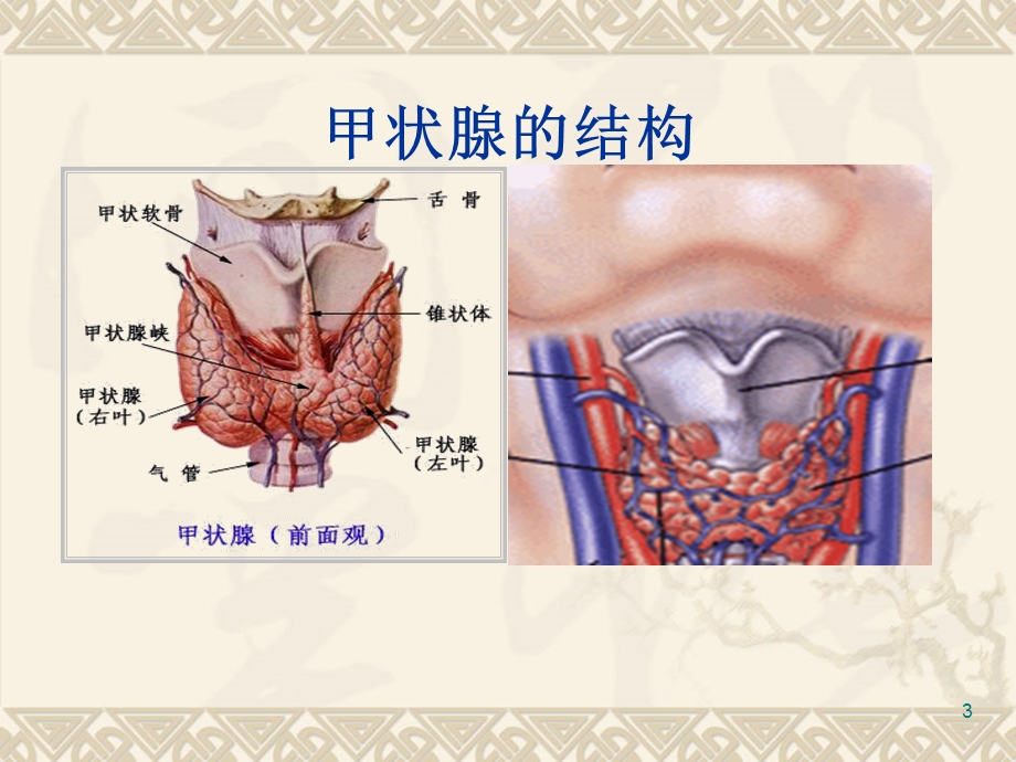 四节甲状腺功能亢进症已改李秋平教学课件.pptx_第3页