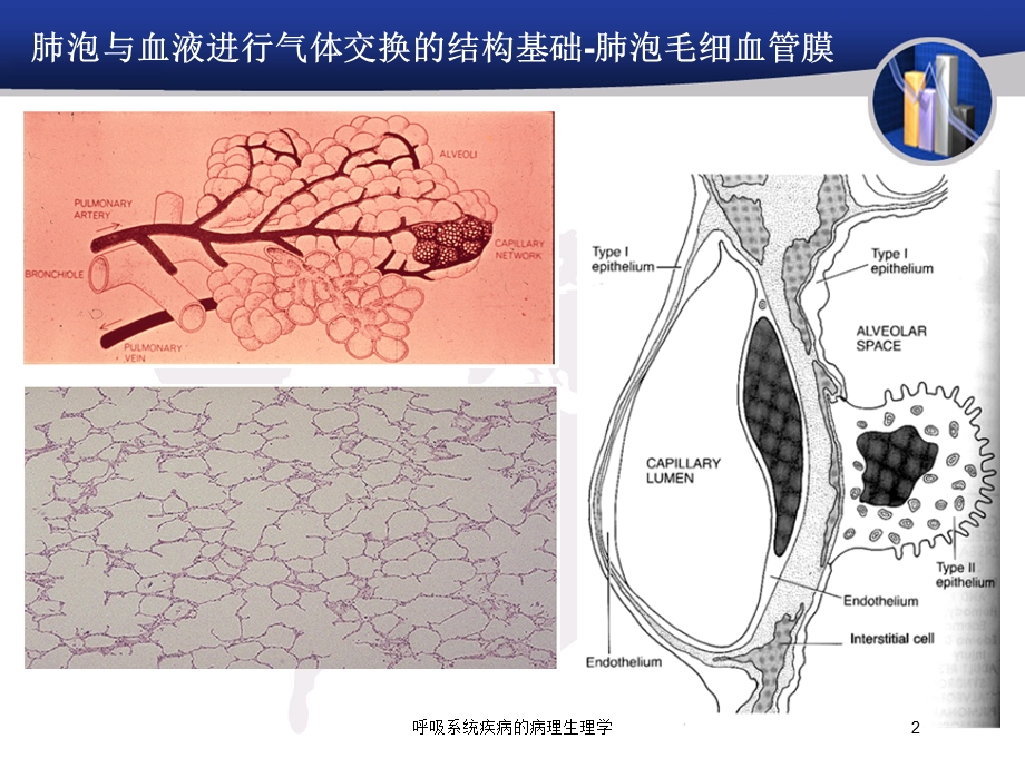 呼吸系统疾病的病理生理学培训课件.ppt_第2页