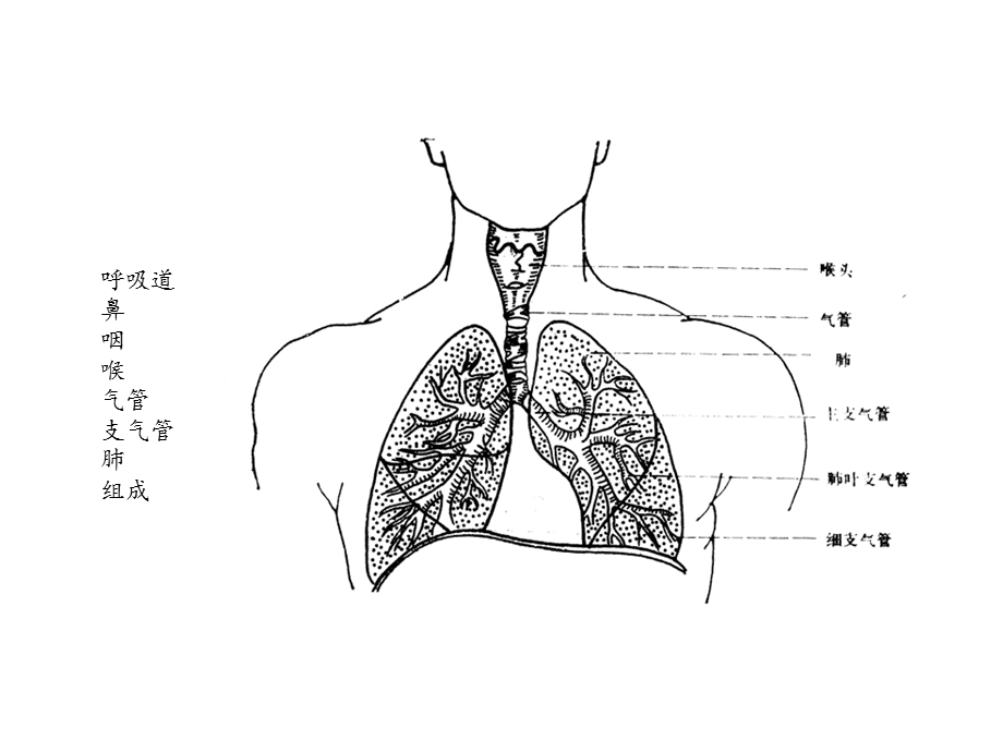 呼吸道脱落细胞学检查(课件.ppt_第2页