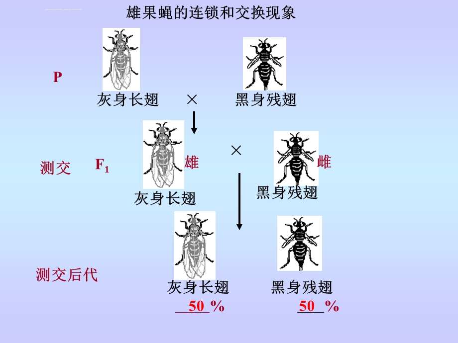 基因连锁和交换定律ppt课件.ppt_第3页