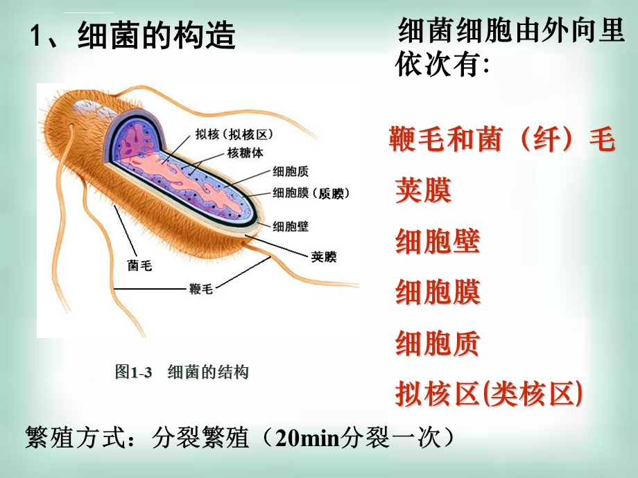 大肠杆菌的分离和培养ppt课件.ppt_第3页