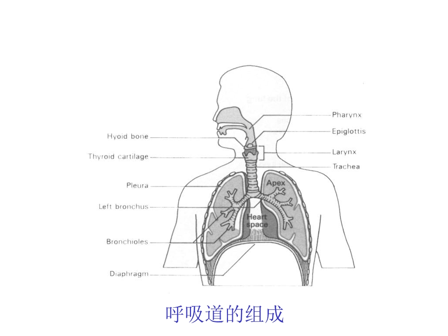 呼吸系统常见症状课件.ppt_第3页