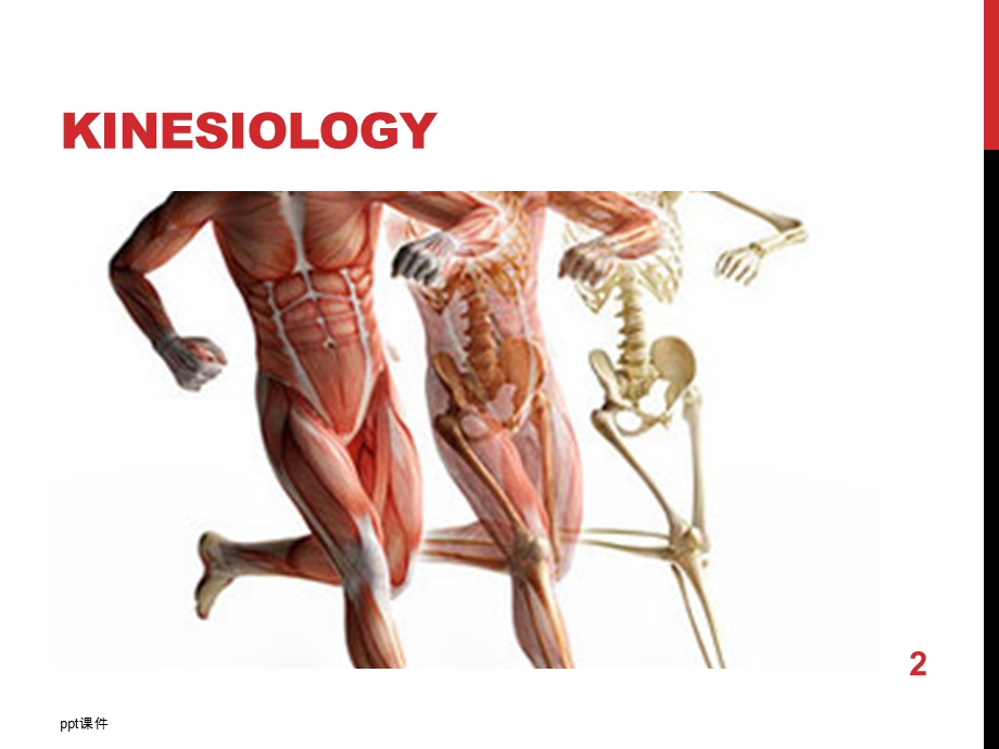 人体运动学肌肉动力学分析课件.ppt_第2页