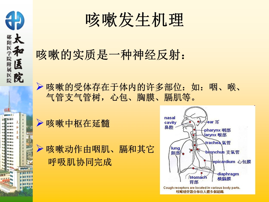 咳嗽咳痰的诊断学课件.ppt_第3页