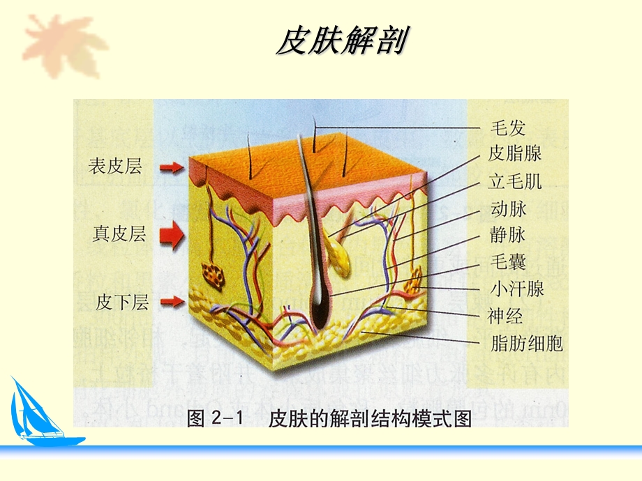 压疮预防及护理课件ppt.ppt_第2页