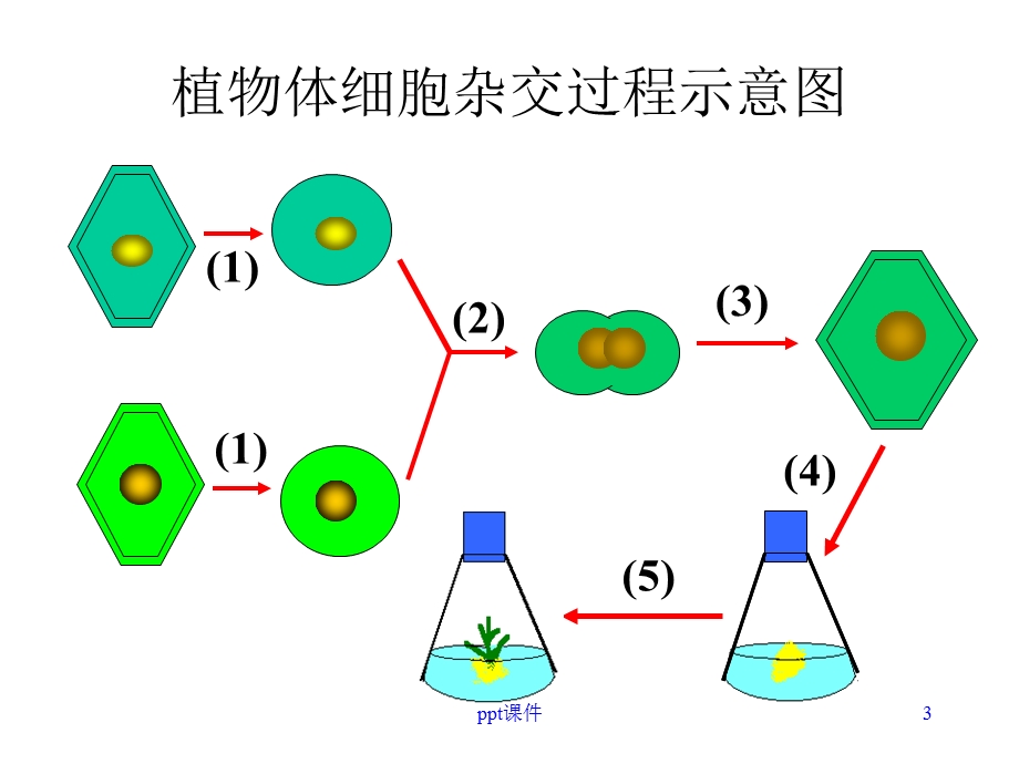 动物细胞融合与单克隆抗体用课件.ppt_第3页