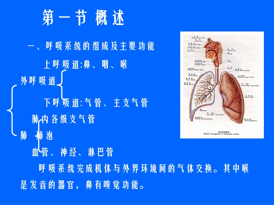 人体解剖生理学 第九章 呼吸系统课件.ppt_第2页