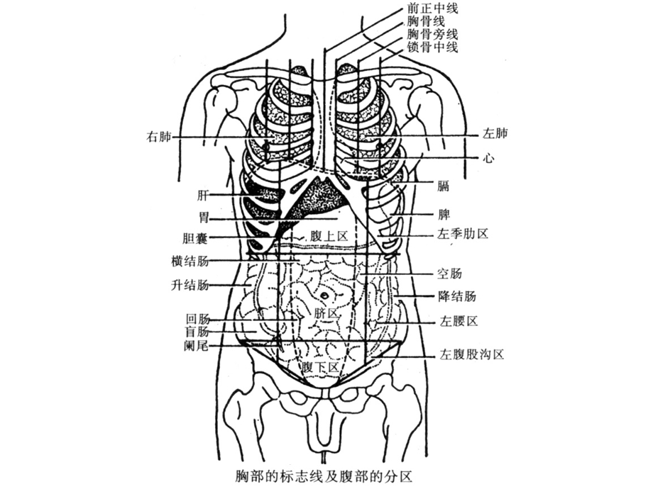 实用消化系统解剖课件.ppt_第3页