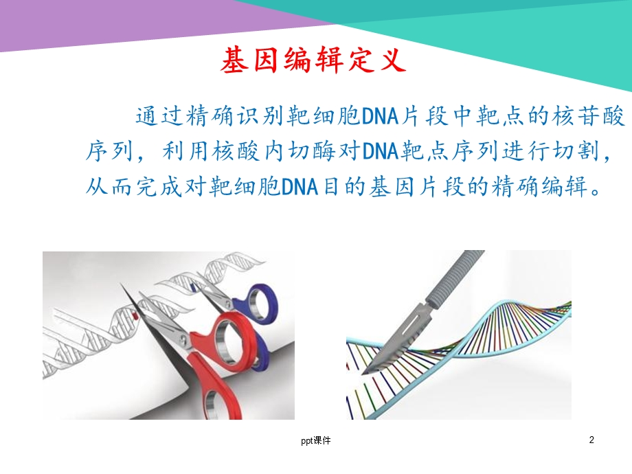 基因编辑技术课件.ppt_第2页