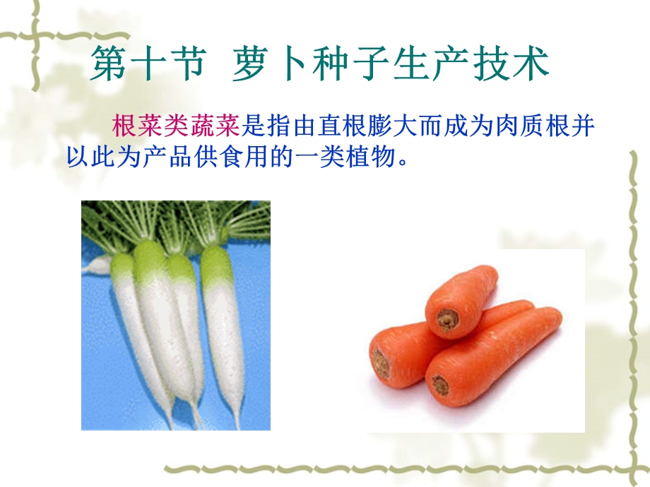 萝卜种子生产技术课件.ppt_第1页