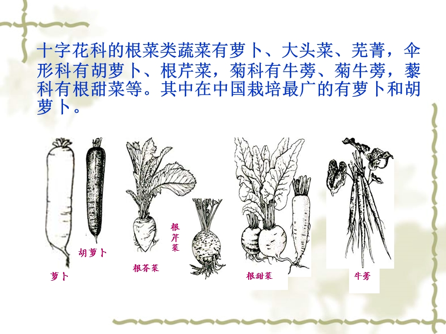 萝卜种子生产技术课件.ppt_第2页