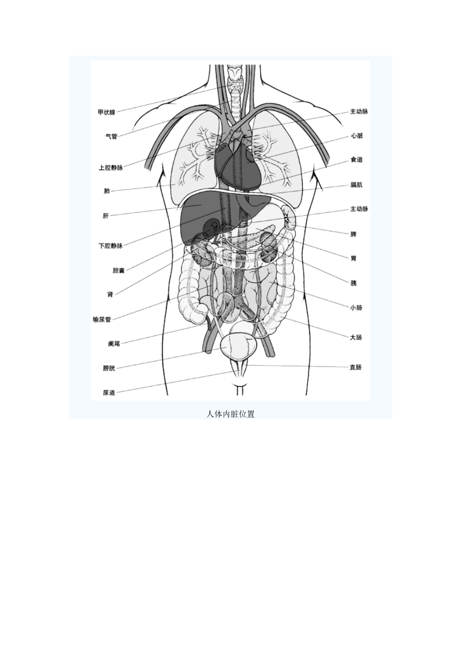 人体器官和组织图1.docx_第2页