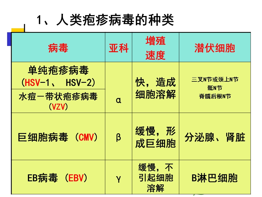 微31章疱疹病毒课件.pptx_第3页