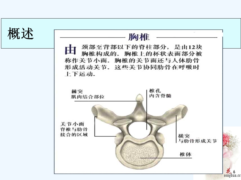 胸椎骨折的护理查房课件.ppt_第3页