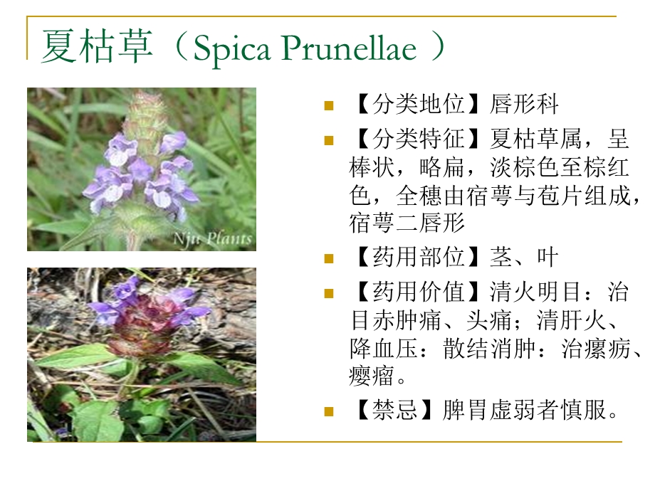 治疗高血压的药用植物课件.ppt_第3页