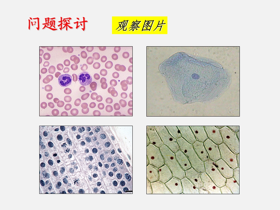 生物①必修1.2《细胞的多样性和统一性》课件.ppt_第2页