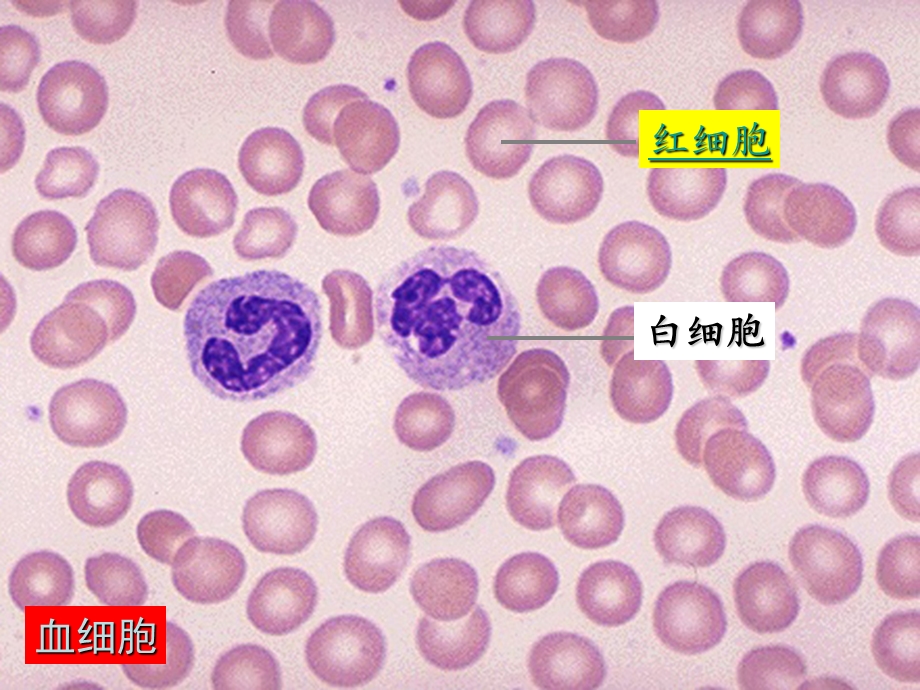 生物①必修1.2《细胞的多样性和统一性》课件.ppt_第3页