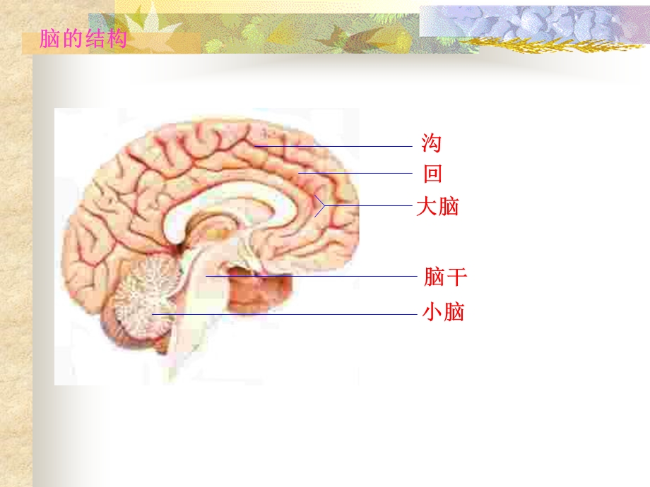 脑和脑神经课件.ppt_第3页
