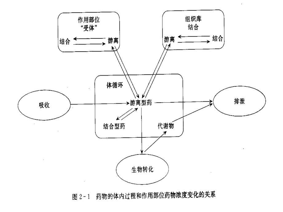 第2章药物代谢动力学ppt课件.ppt_第2页