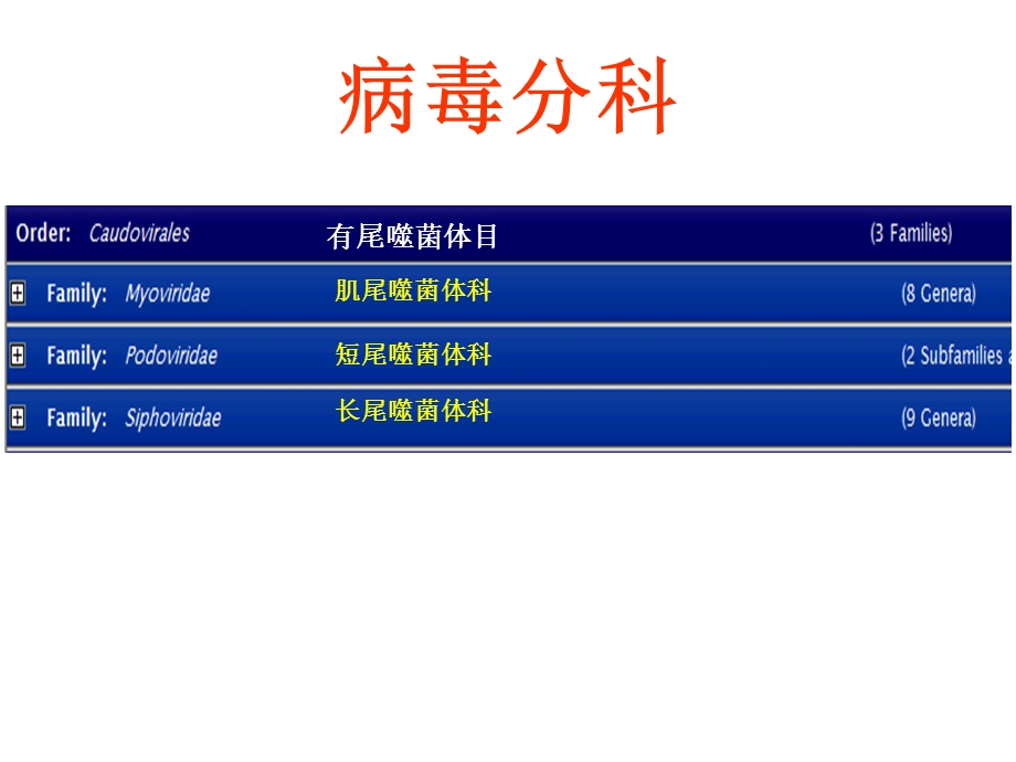 病毒分类科属种详解一课件.ppt_第3页