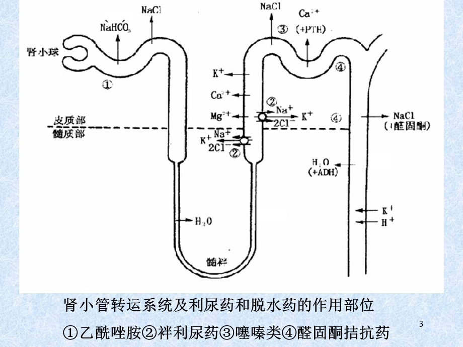 第21章 利尿药和脱水药课件.ppt_第3页