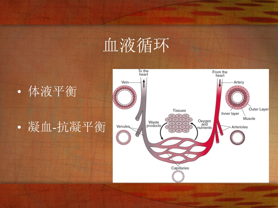 病理学 3局部血液循环障碍课件.ppt_第2页