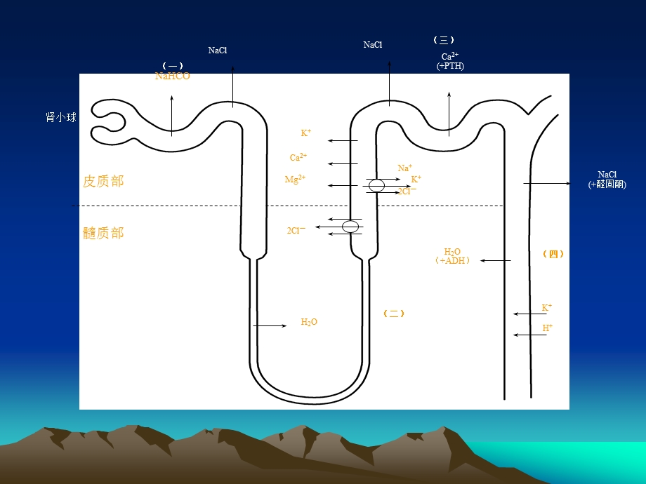 第二十五章 利尿药和脱水药课件.ppt_第3页